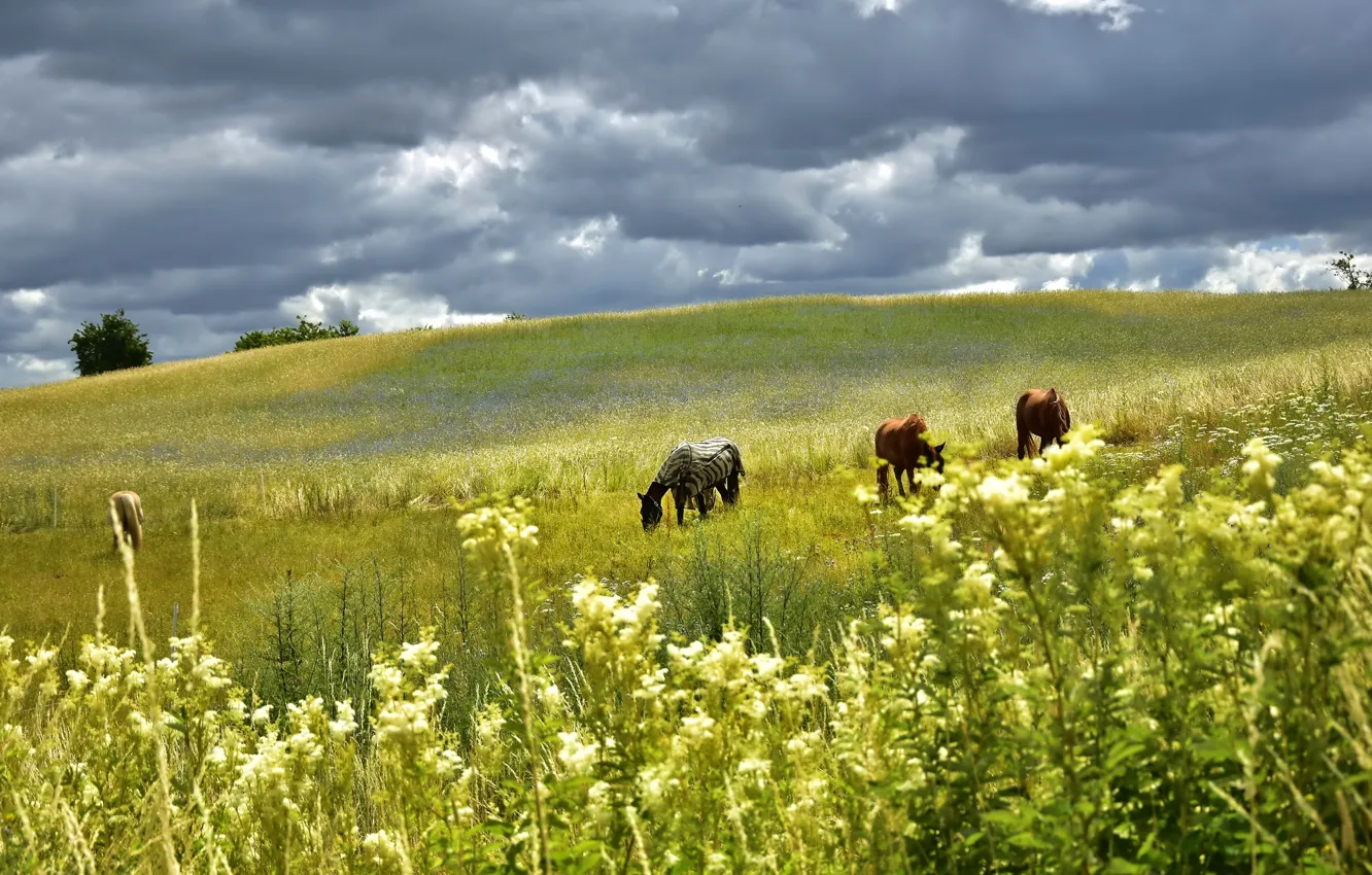 Фото обои поле, лето, небо, трава, пейзаж, цветы, тучи, природа