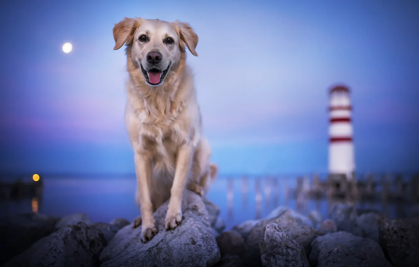Фото обои море, камни, океан, маяк, собака