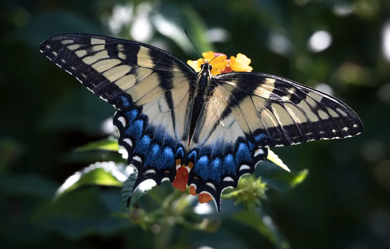 Фото обои бабочка, крылья, красавица, махаон