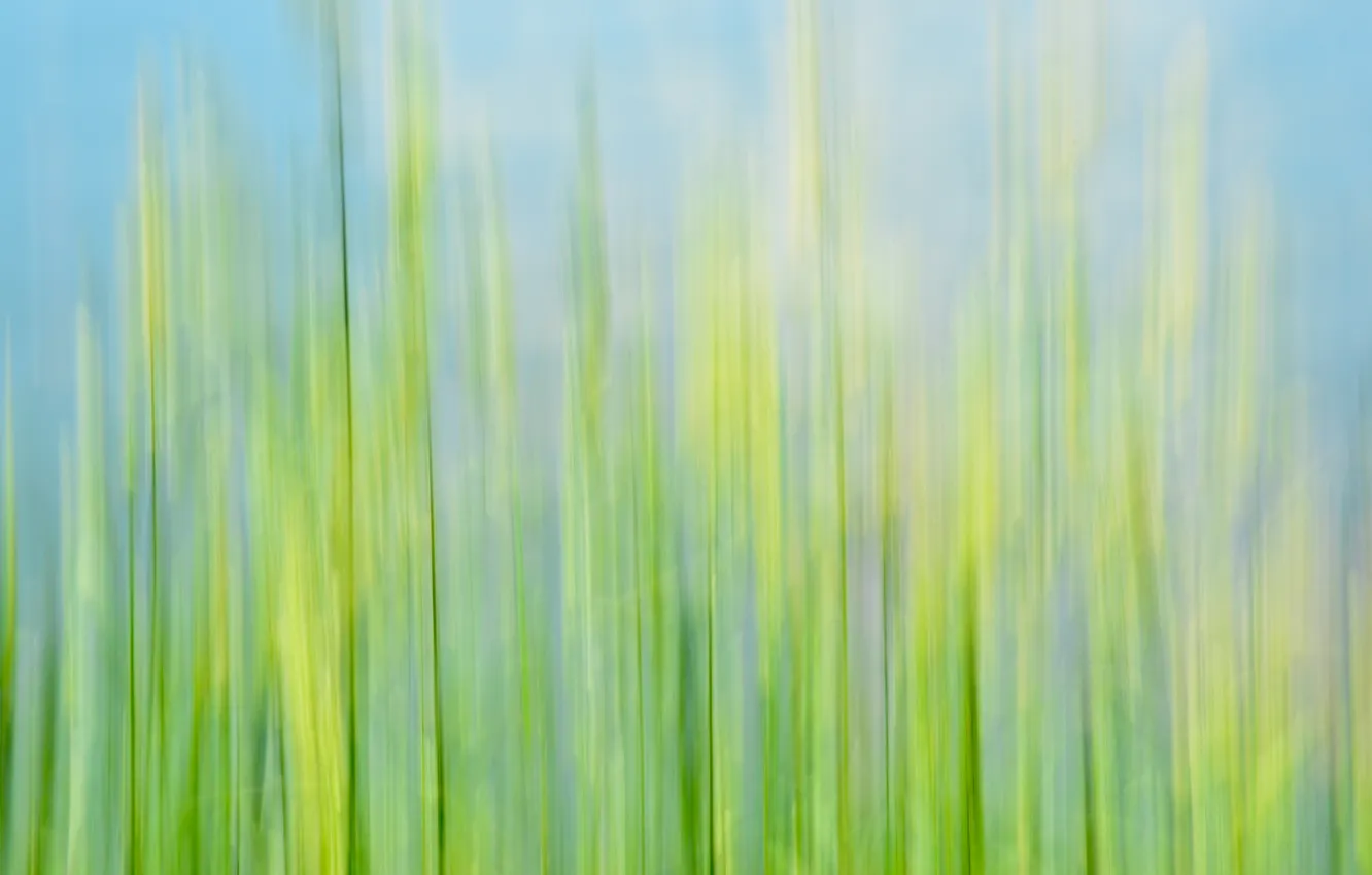 Фото обои трава, макро, розмытость