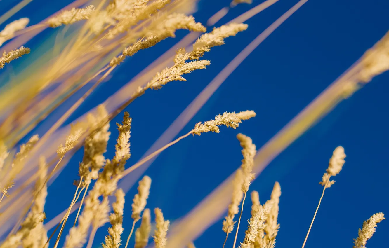 Фото обои осень, небо, трава, растение