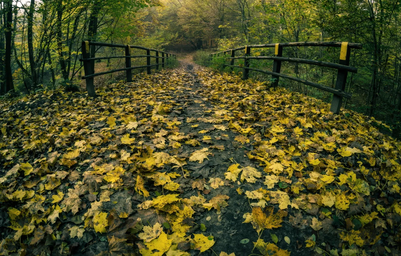 Фото обои дорога, осень, парк