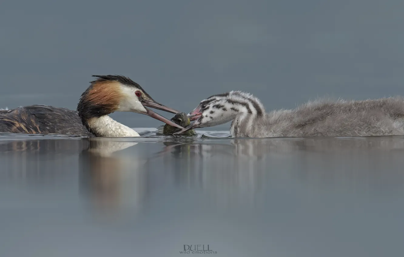 Фото обои птицы, озеро, пара, DUELL ©