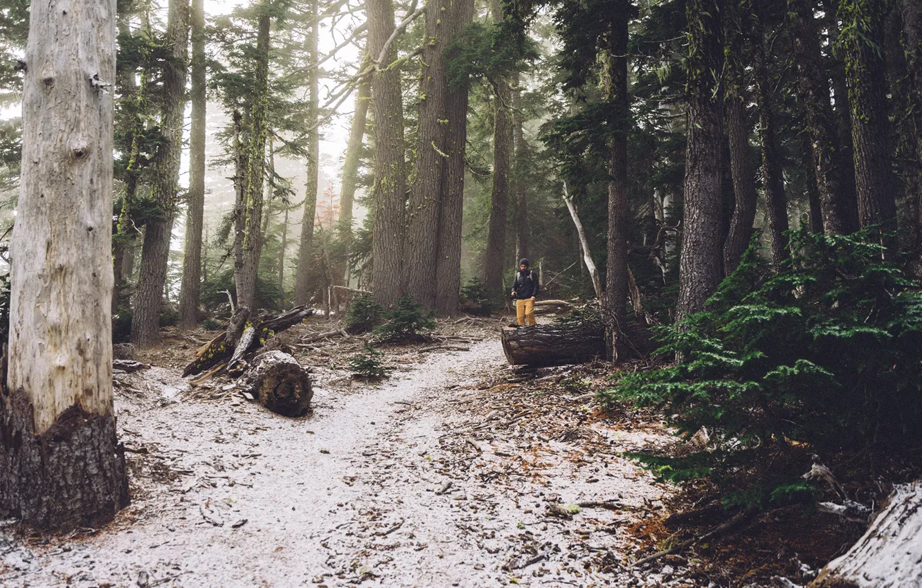 Фото обои forest, hiker, hiking, trees. path