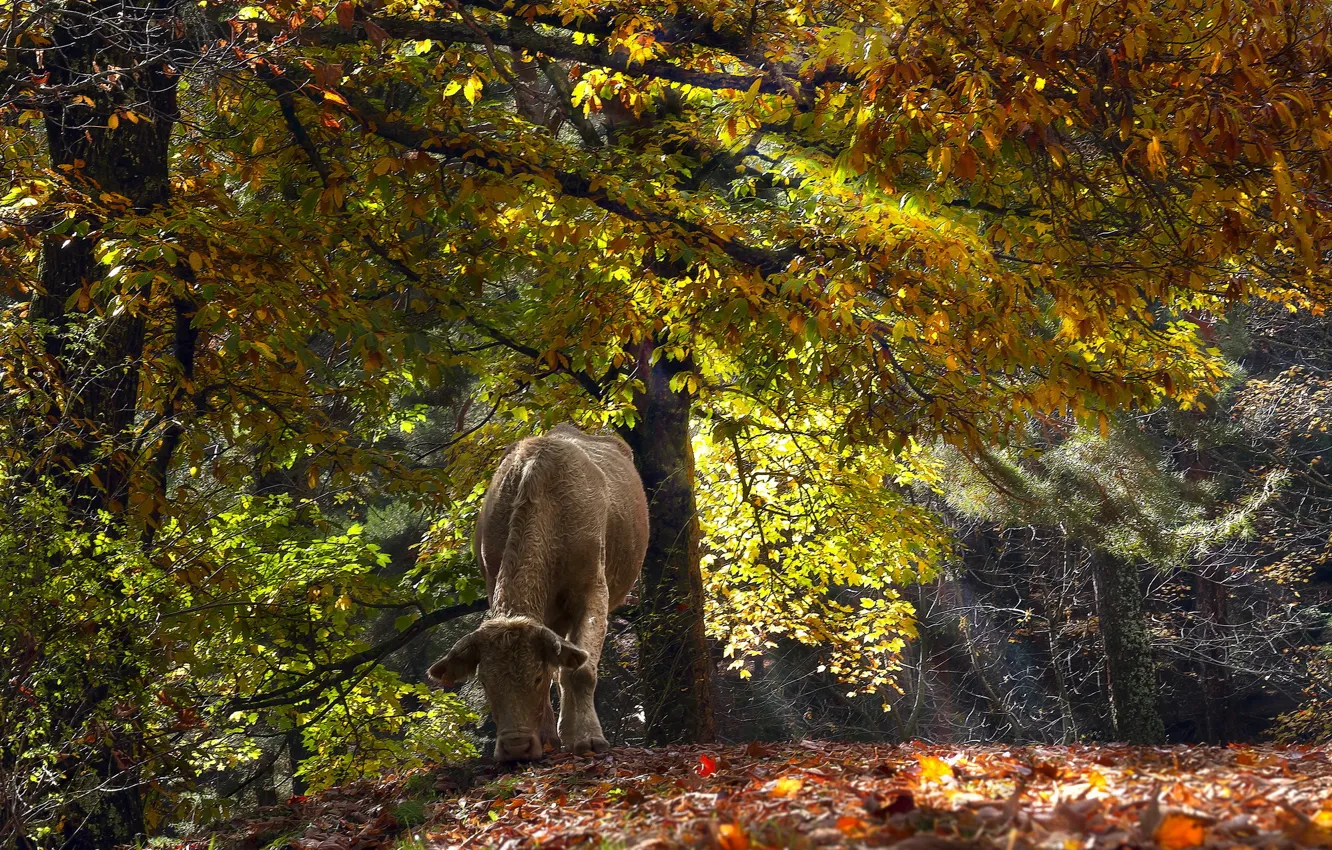 Фото обои осень, лес, корова