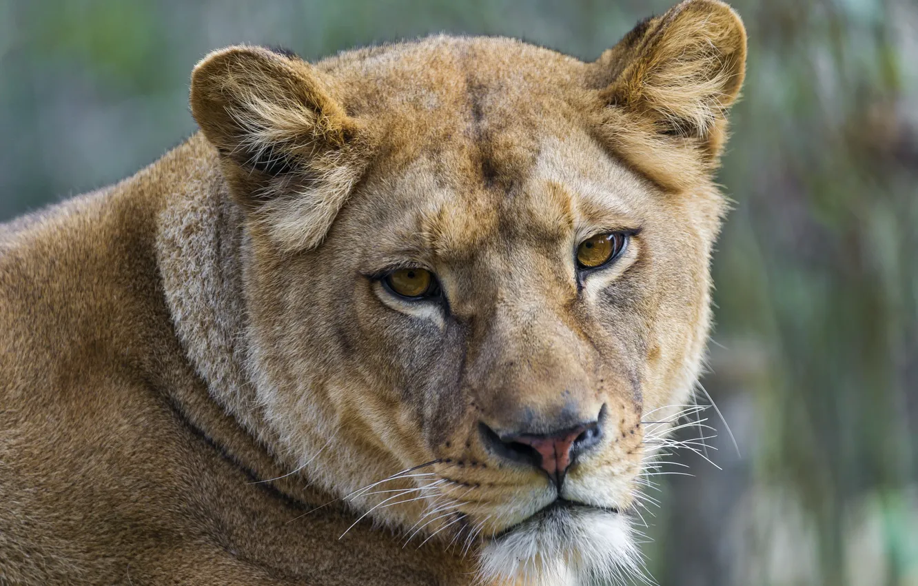 Фото обои кошка, взгляд, морда, львица, ©Tambako The Jaguar