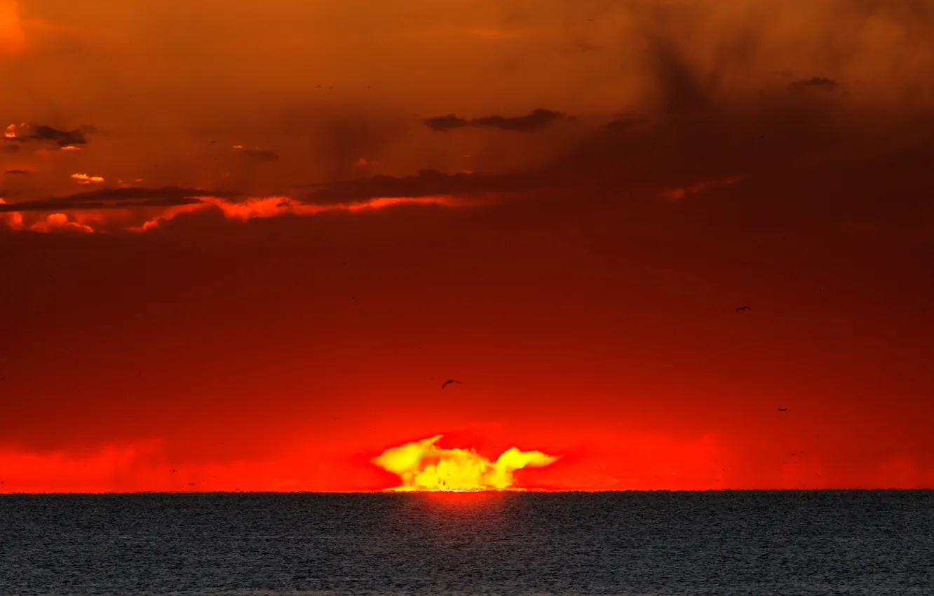 Фото обои море, солнце, облака, птицы, восход, Аргентина