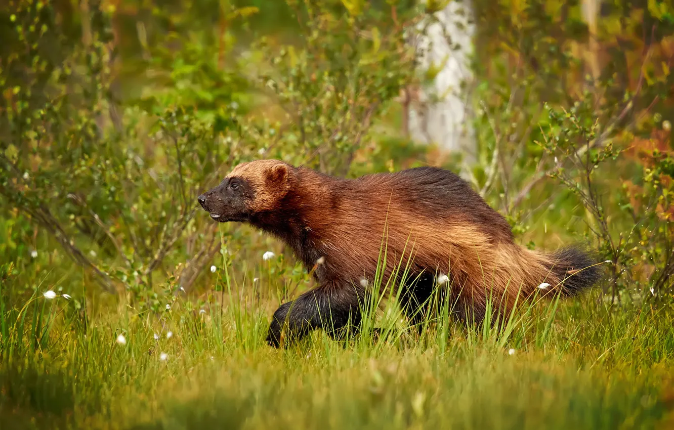 Фото обои трава, Росомаха, кусты, Wolverine