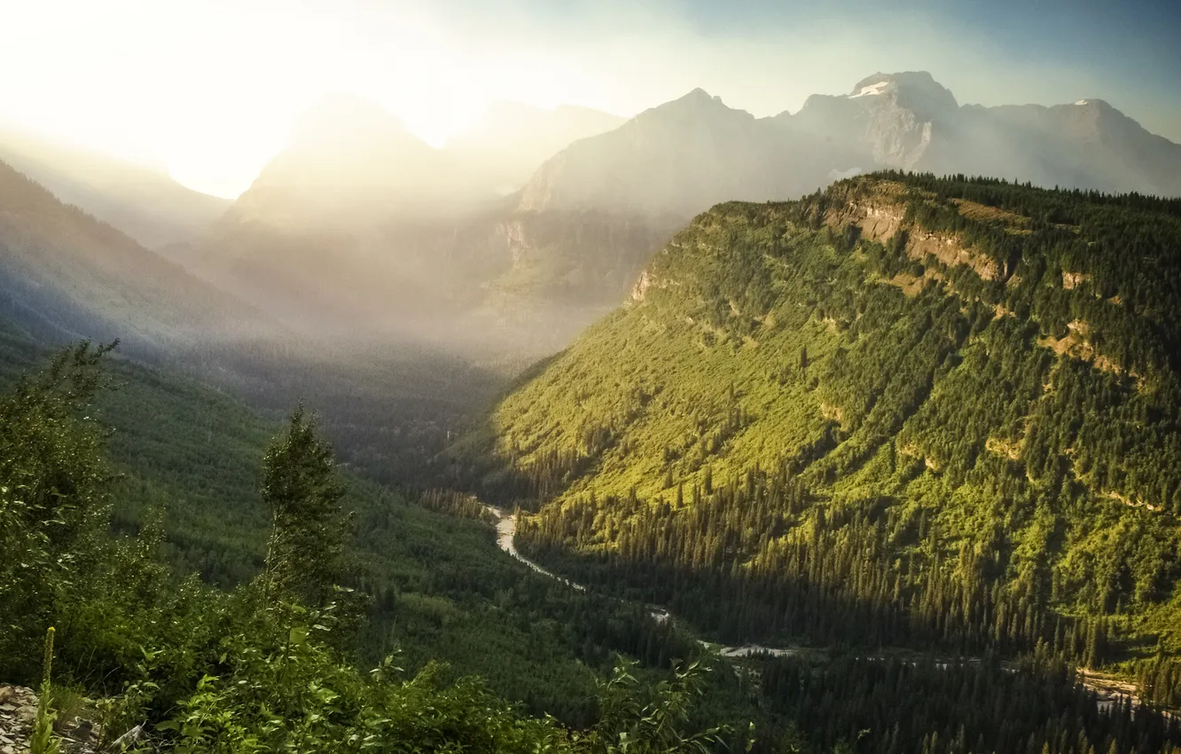 Фото обои лес, вид, гора, долина, USA, национальный парк, Glacier National Park, панорамма