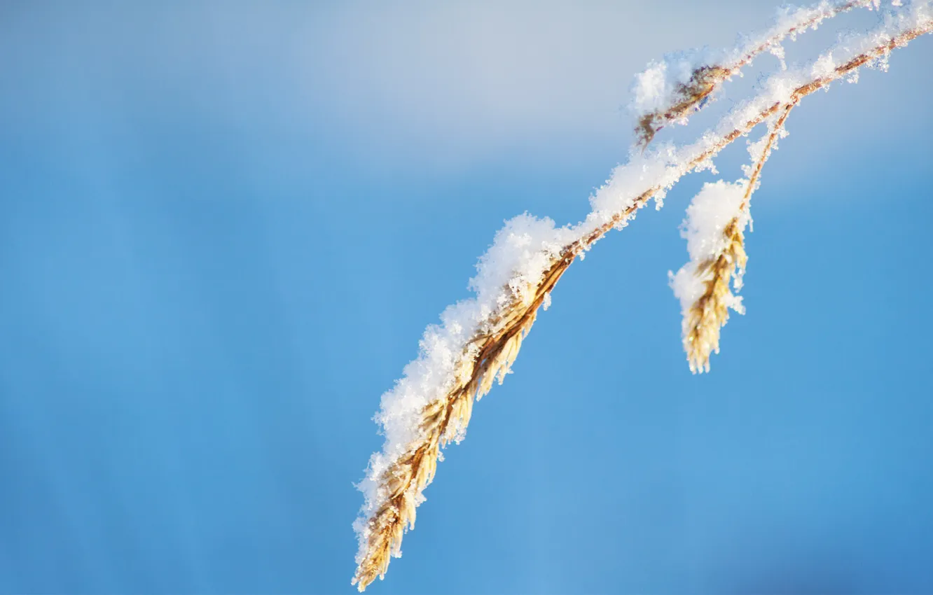 Фото обои небо, трава, снег, фон, колосок