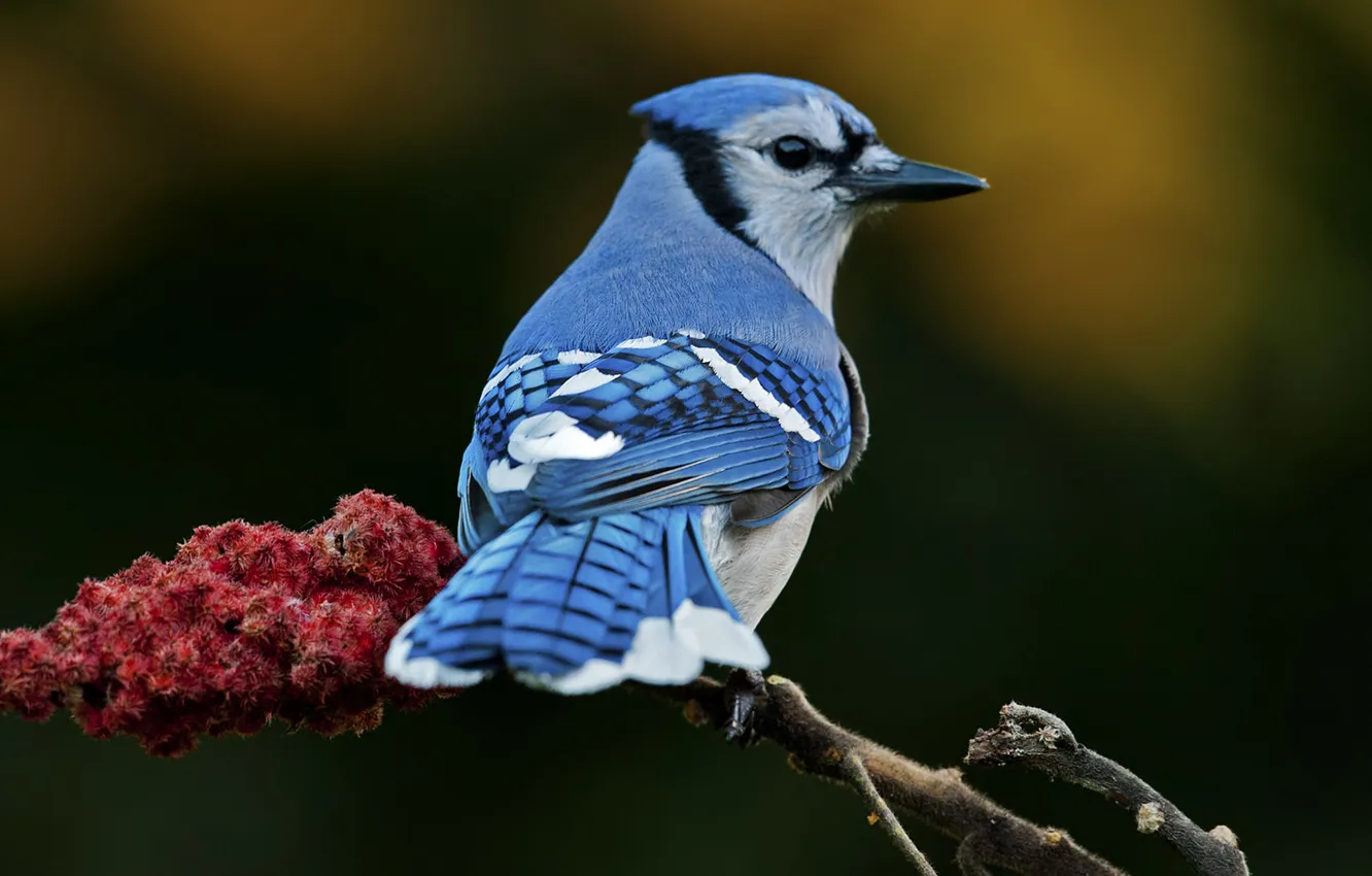 Фото обои птица, голубое, ветка, размытость, оперение