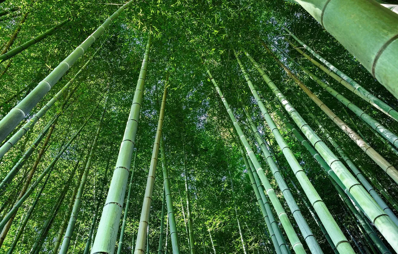 Фото обои лето, зеленый, бамбук, summer, trees, nature, солнечный свет