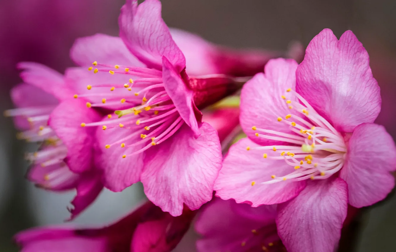 Фото обои макро, цветы, сакура, розовые