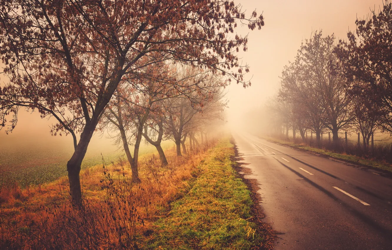 Фото обои дорога, осень, деревья, природа, туман