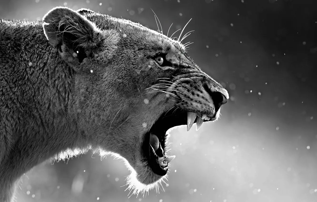 Фото обои lion, anima, big cat, roaring