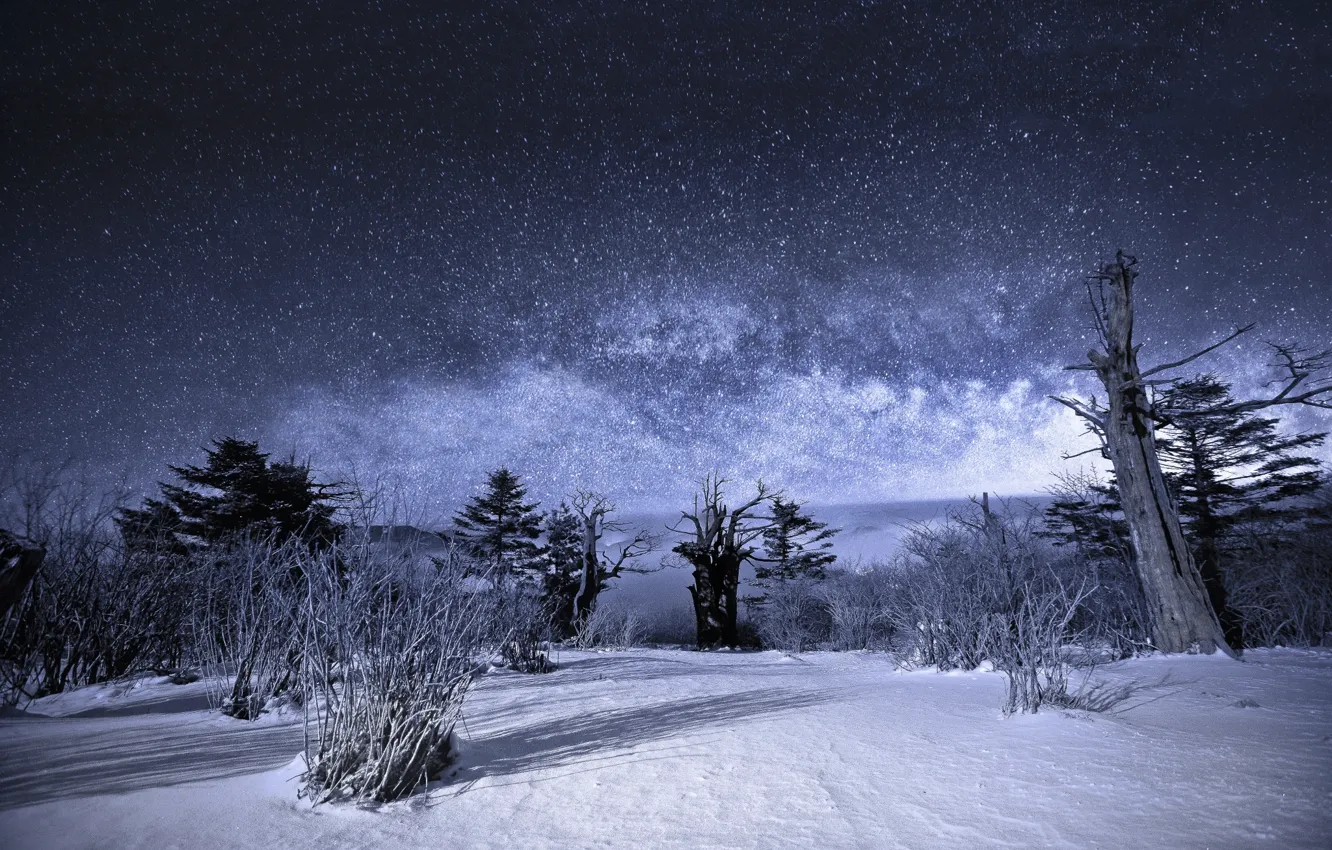 Фото обои зима, небо, звезды, снег, деревья, пейзаж, ночь, Природа