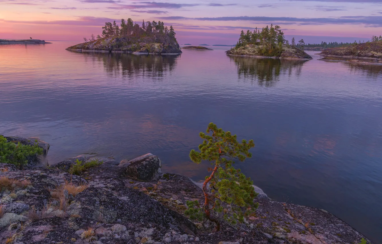 Фото обои острова, деревья, пейзаж, природа, рассвет, утро, Ладожское озеро, Карелия
