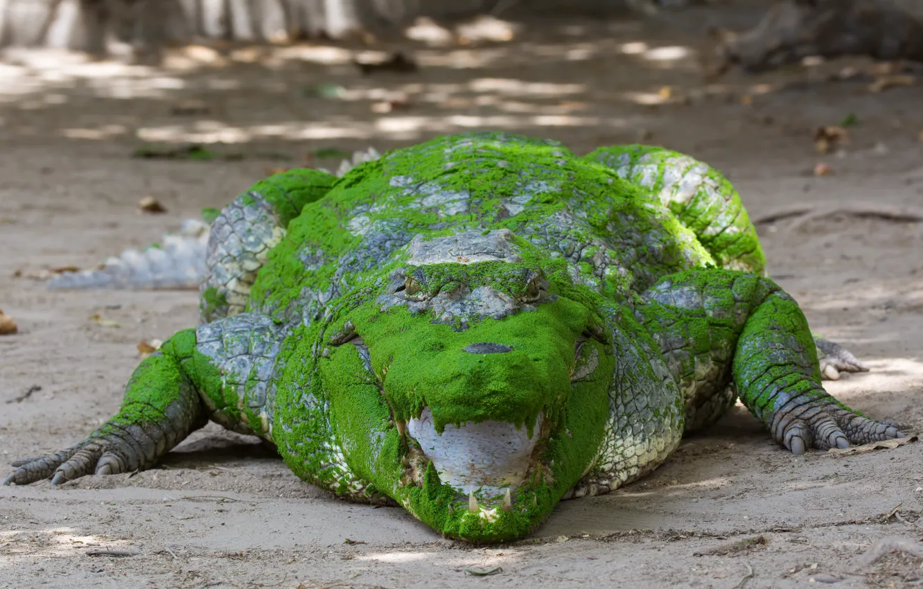 Фото обои взгляд, цвет, пасть, Африканский крокодил