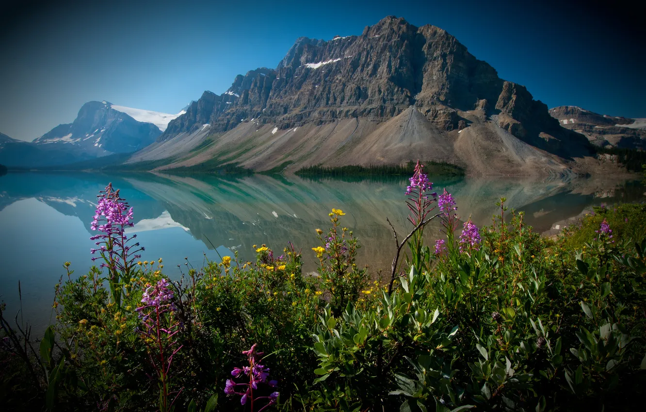 Фото обои цветы, Канада, Альберта, Banff National Park, Alberta, Canada, Банф, Канадские Скалистые горы