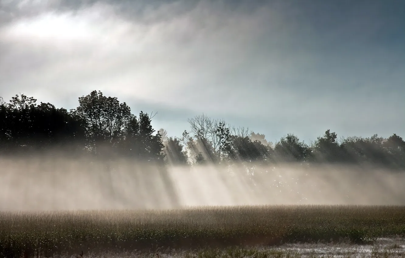 Фото обои поле, свет, природа, туман, красота, утро