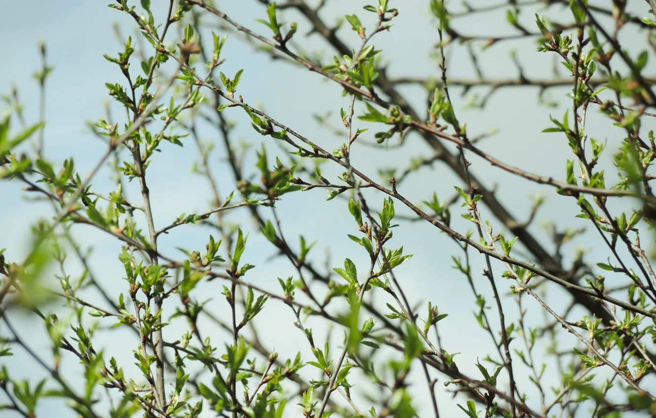 Фото обои листья, деревья, ветви, весна