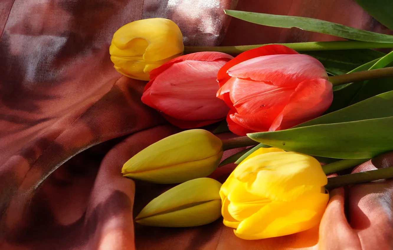 Фото обои flowers, tulips, spring