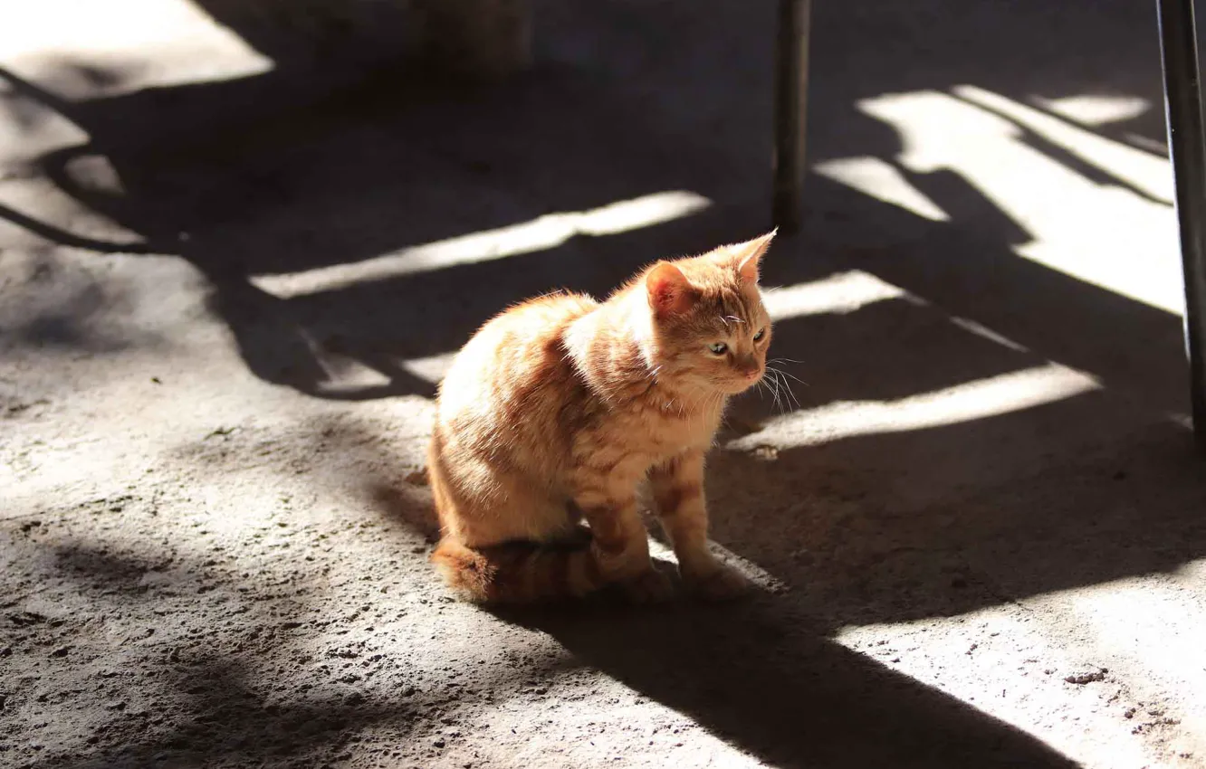 Фото обои кошка, свет, котенок, малыш, рыжий, тени, котёнок, тротуар