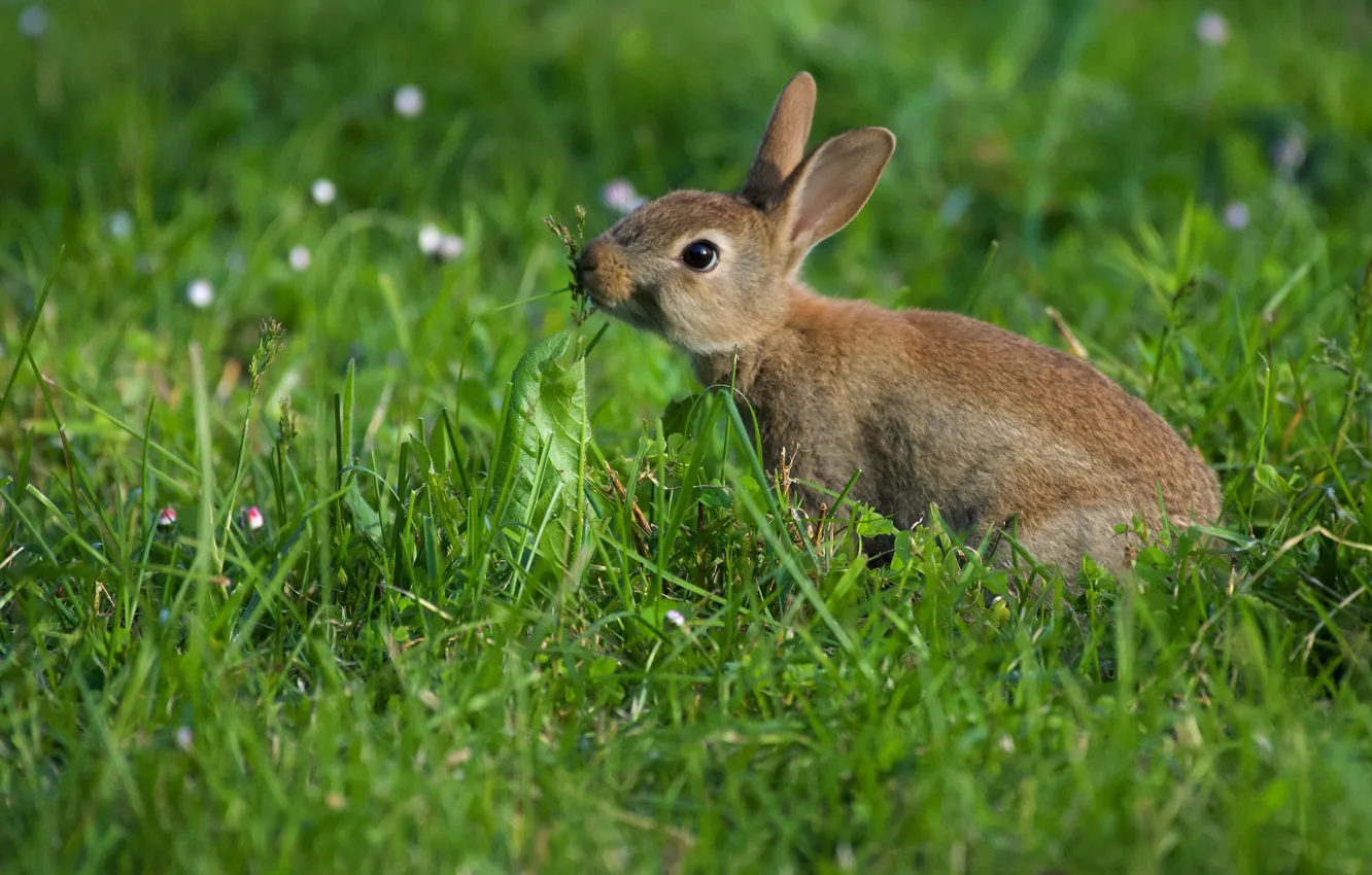 Фото обои трава, кролик, грызун