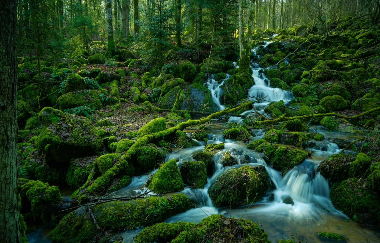 Фото обои лес, вода, деревья, ручей, мох