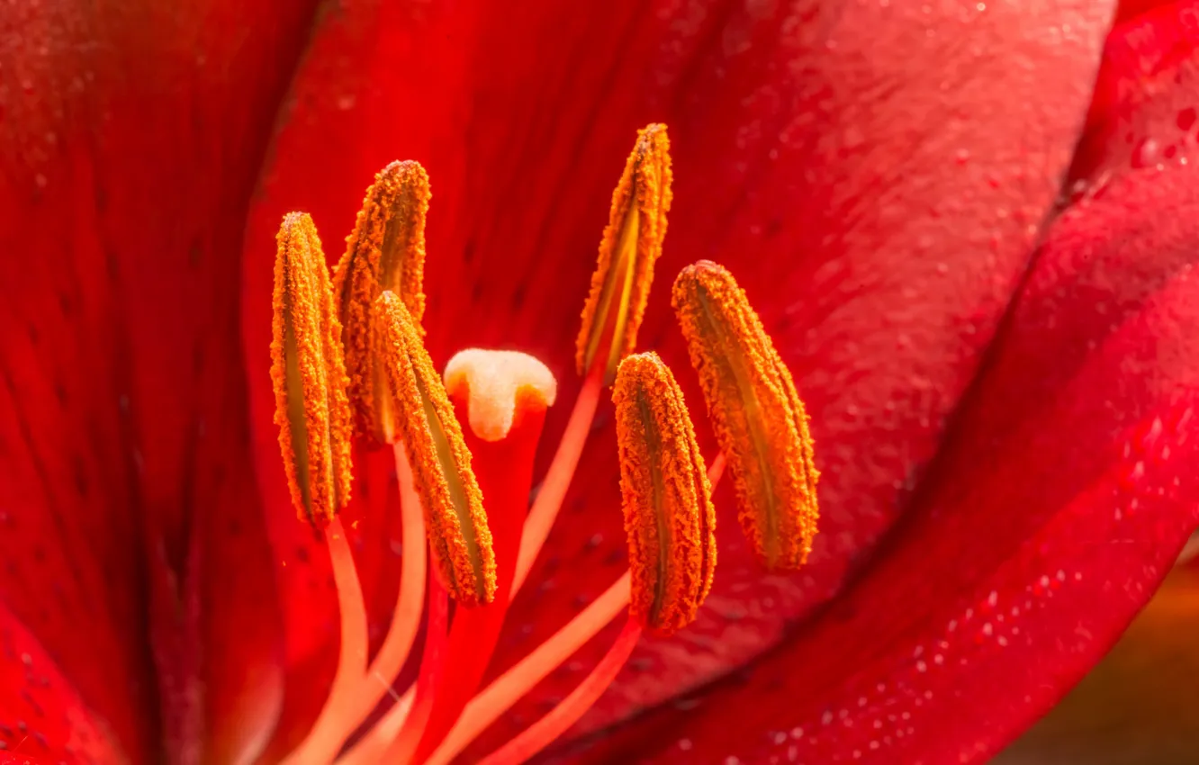Фото обои макро, лилия, тычинки