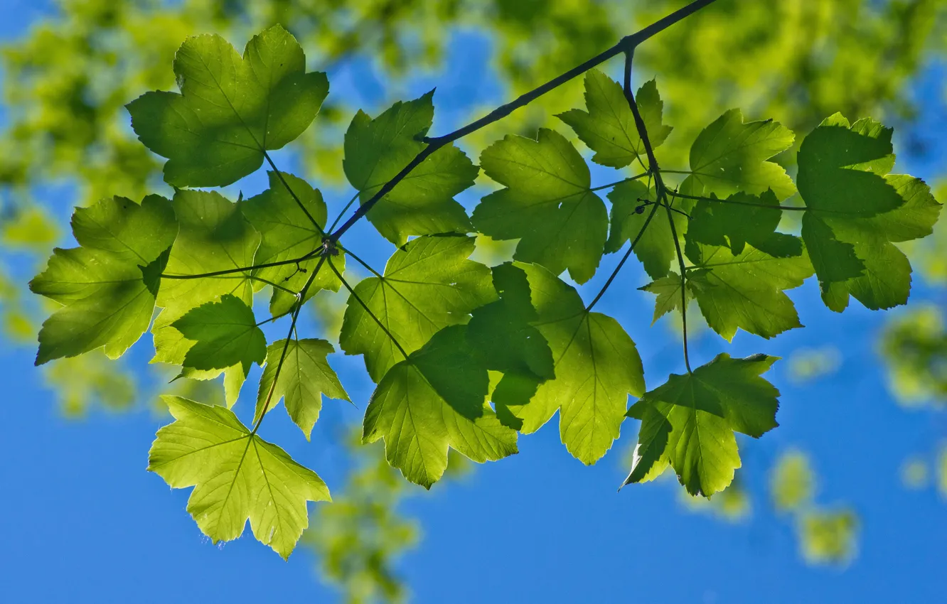 Фото обои лето, небо, макро, ветки, листва