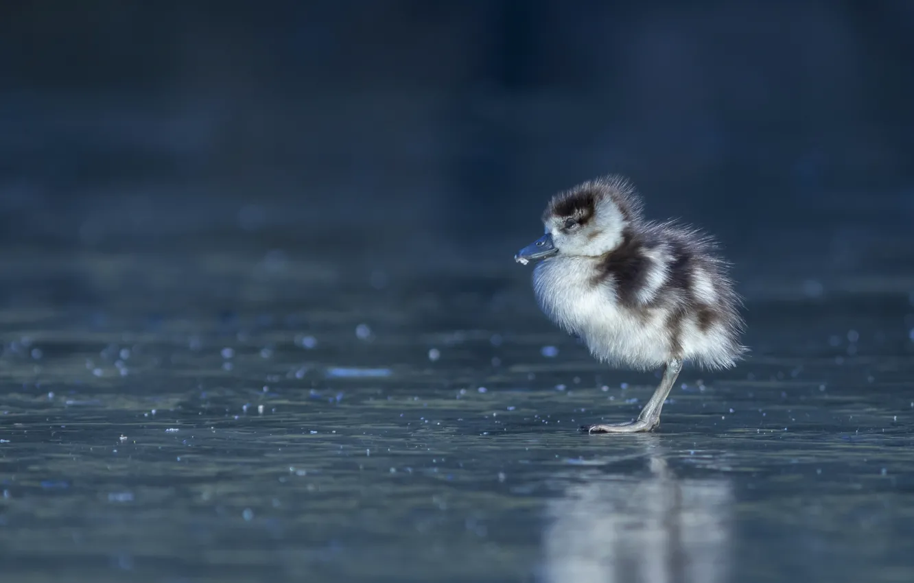 Фото обои птица, лёд, малыш, птенец, гусёнок, Нильский гусь