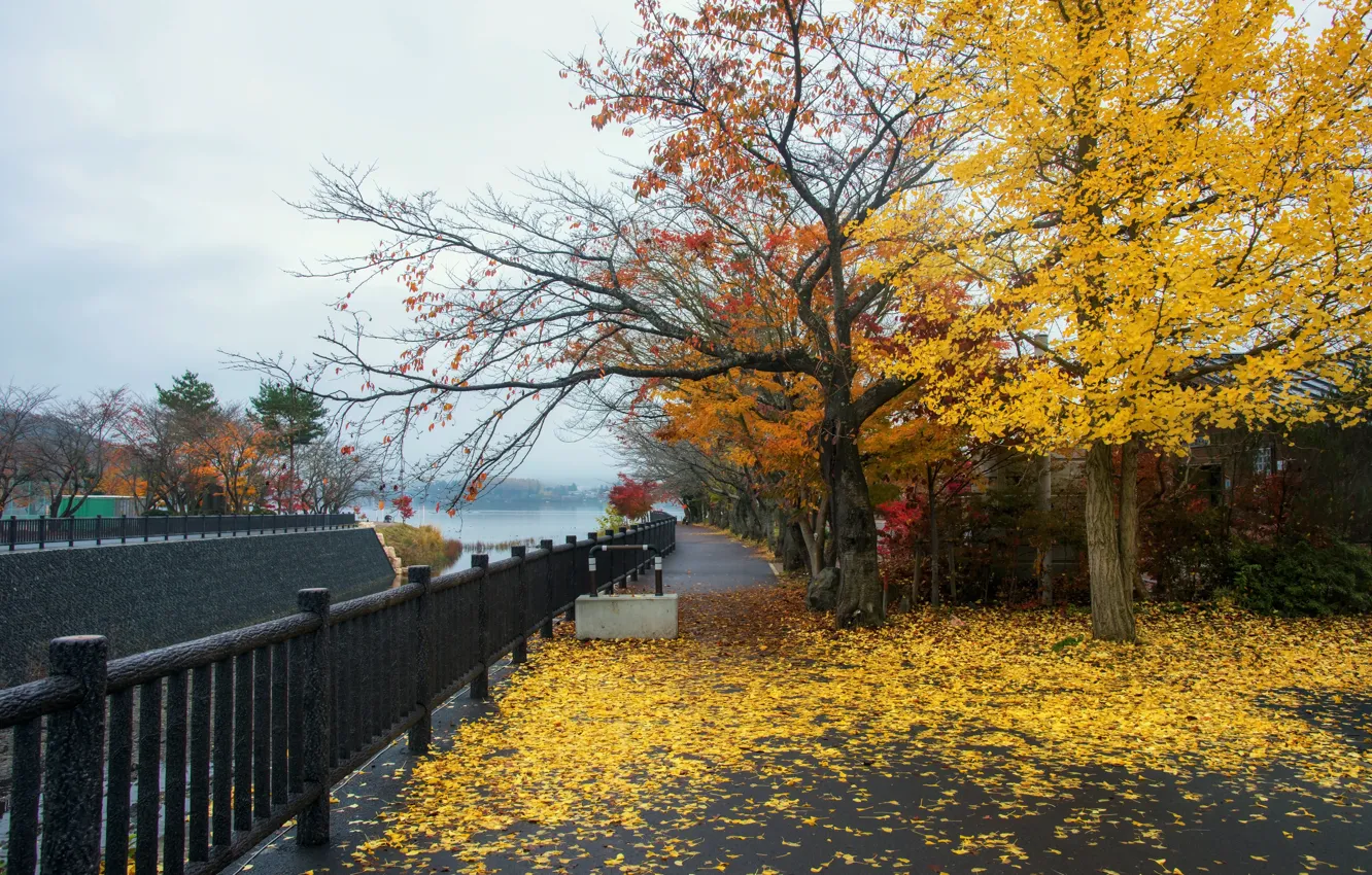 Фото обои осень, листья, деревья, парк, улица, colorful, landscape, park