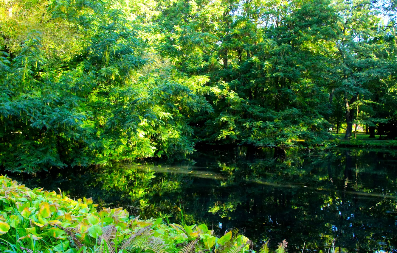 Фото обои trees, park, pond