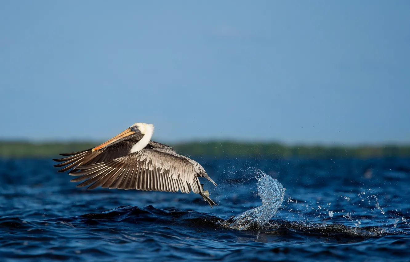 Фото обои water, flight, splash, wildlife, pelican