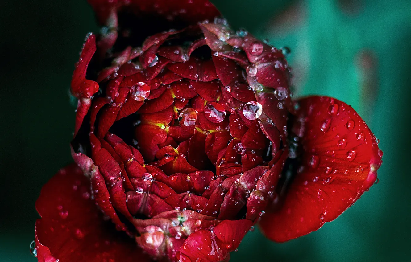 Фото обои капли, роса, роза, бутон