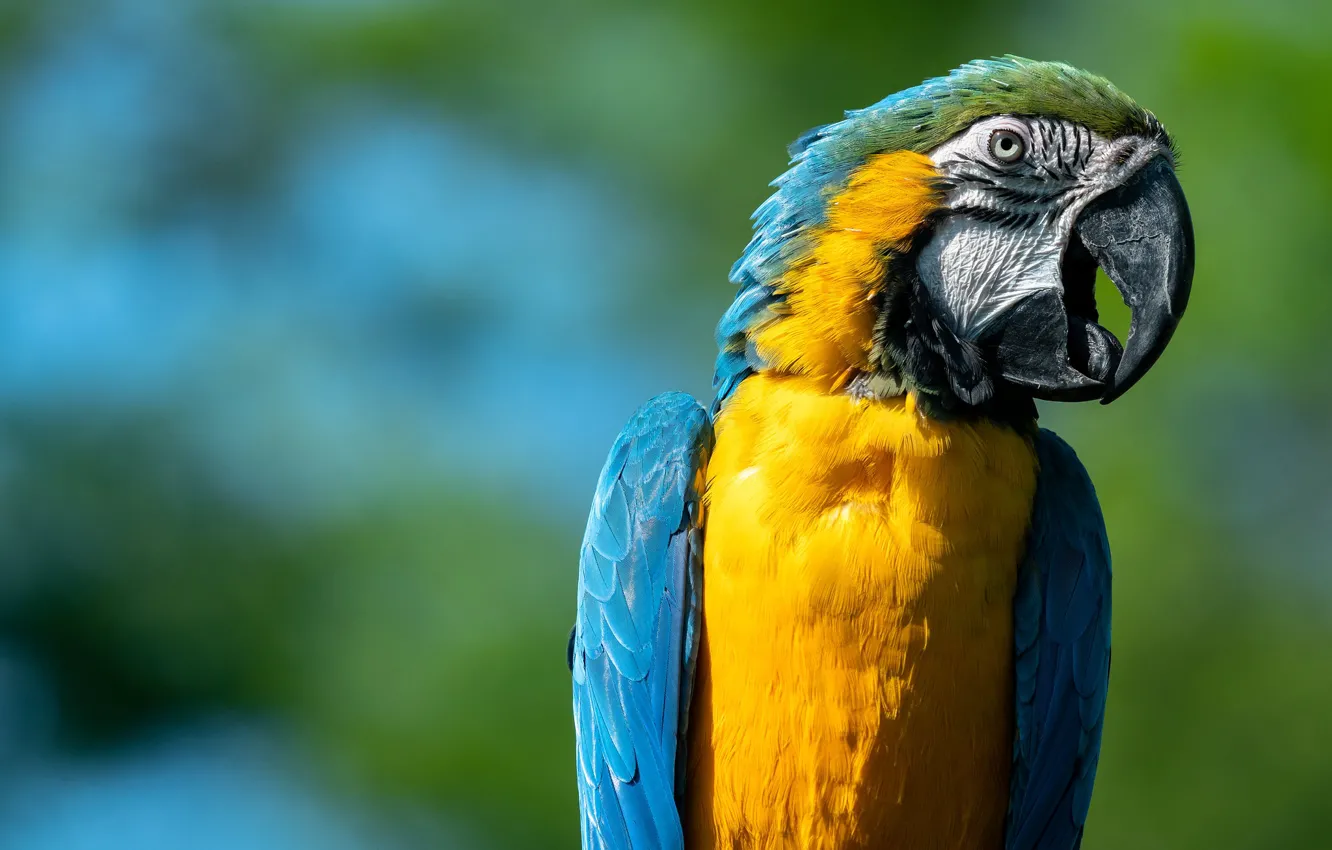 Фото обои фон, птица, клюв, попугай, Сине-жёлтый ара
