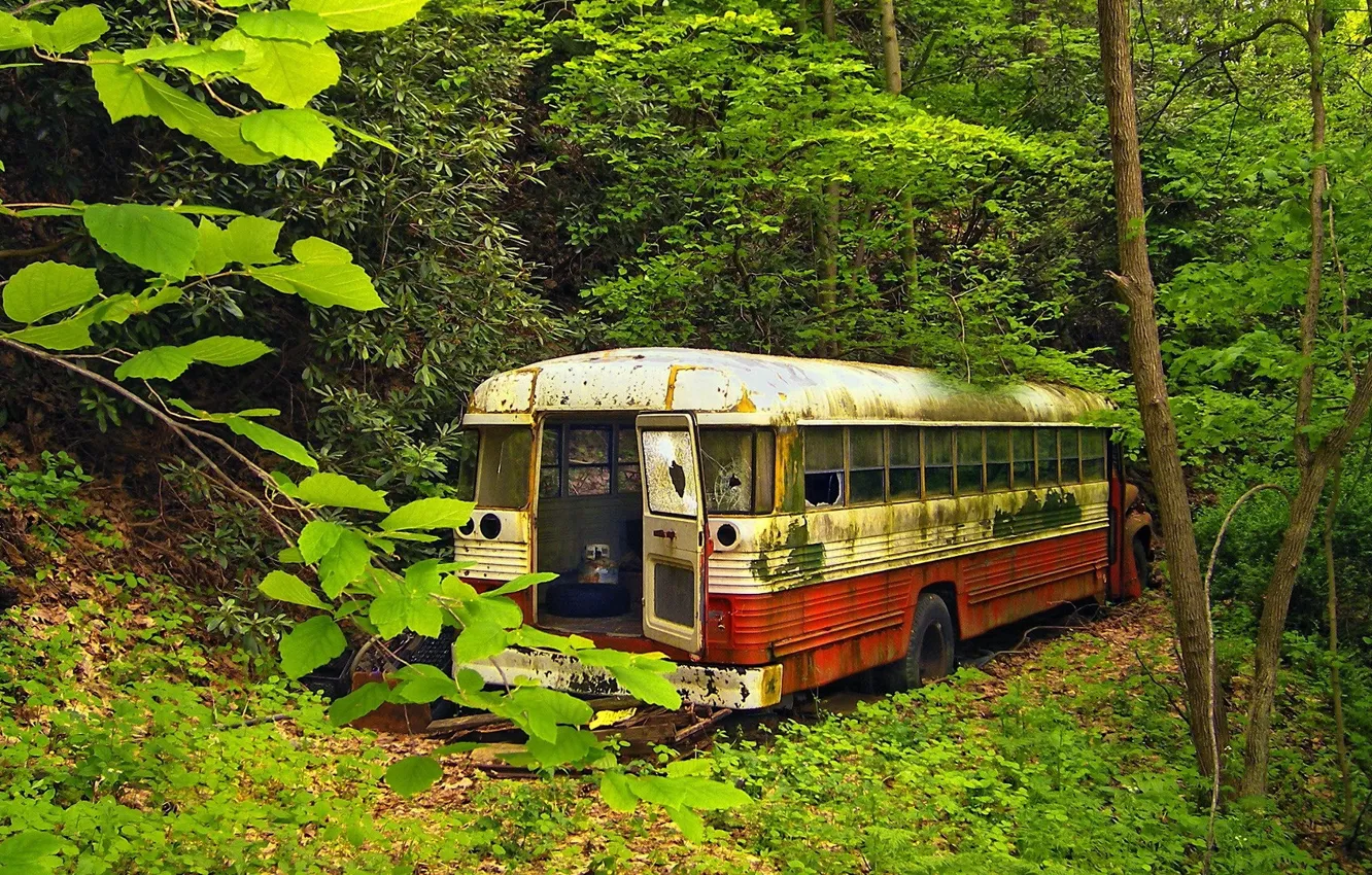 Фото обои зелень, лес, Старый автобус