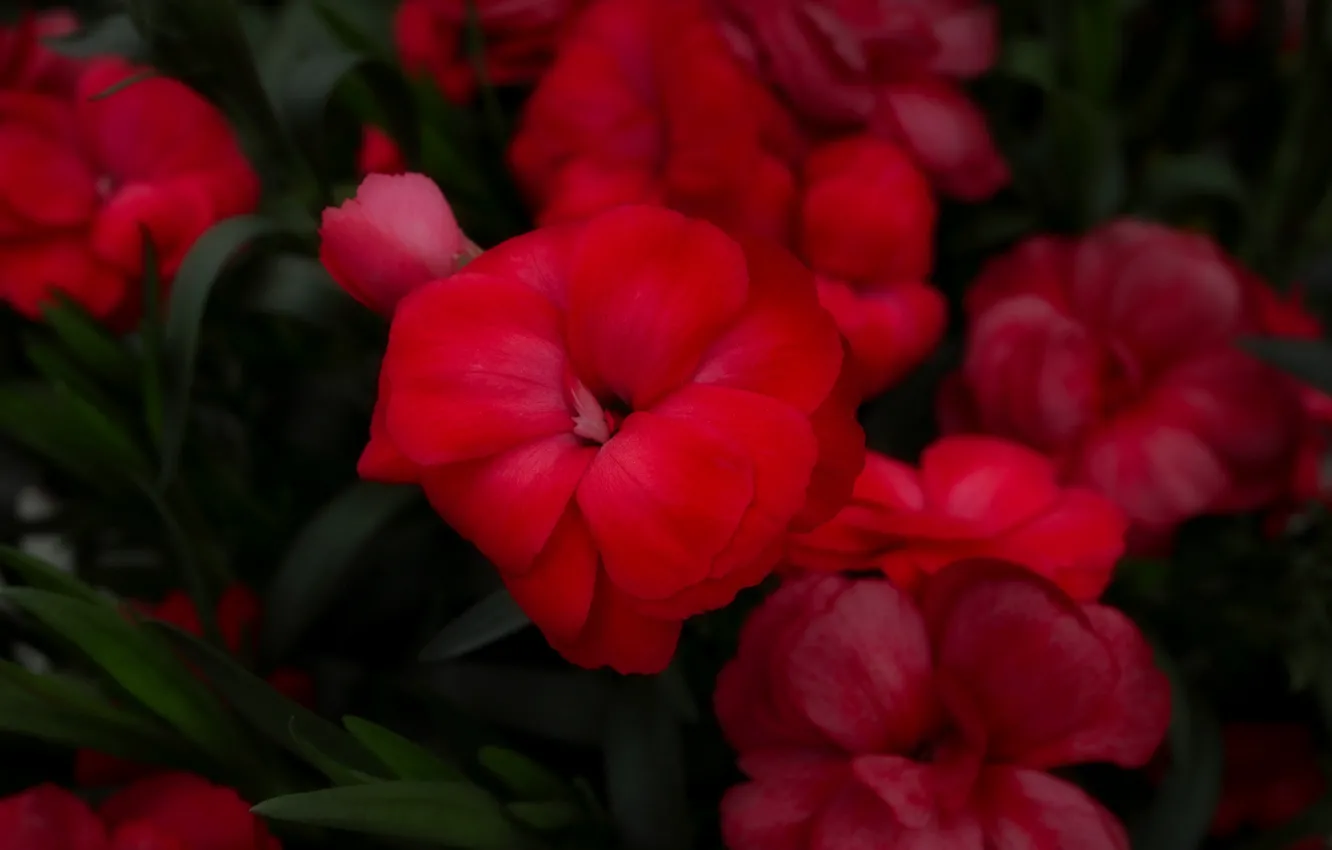 Фото обои цветы, красные, клумба