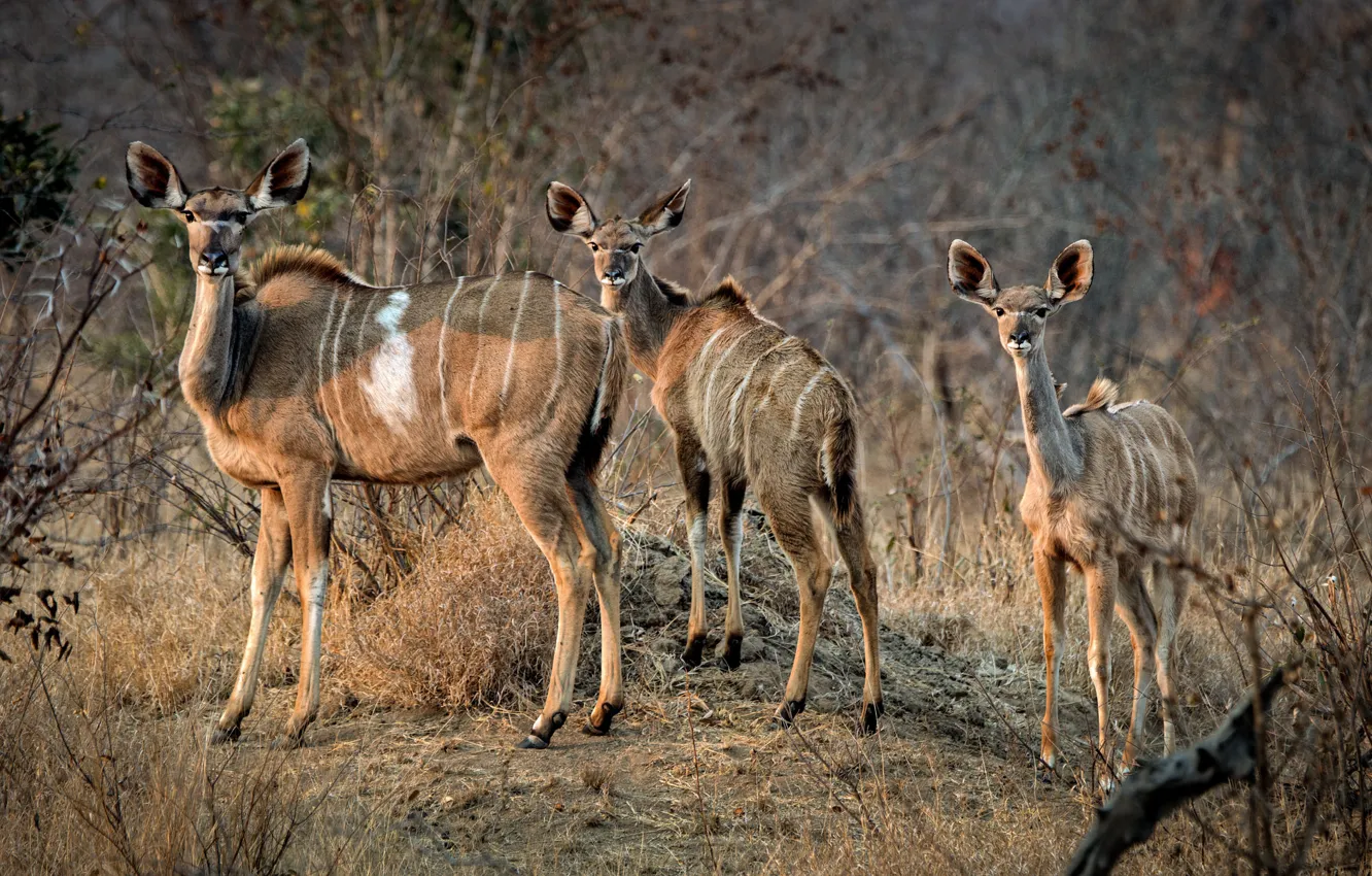 Фото обои утро, семья, Африка, антилопы, Южная