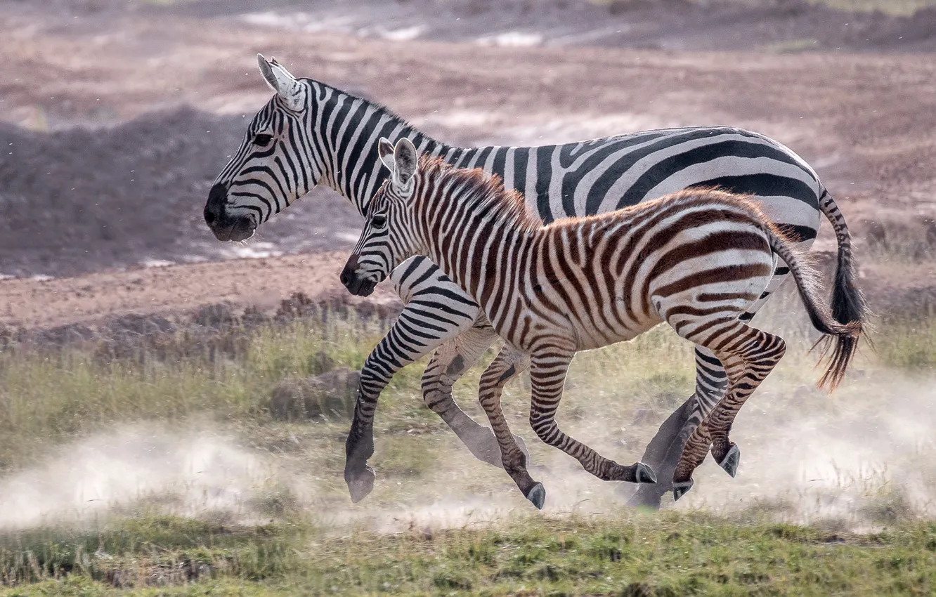 Фото обои полоски, малыш, бег, зебра