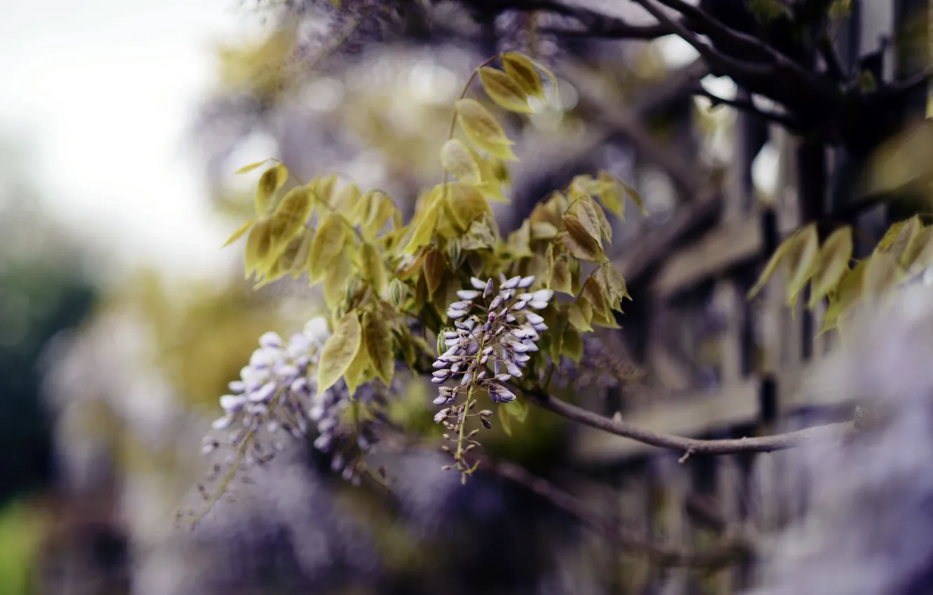 Фото обои ветки, природа, дерево, весна