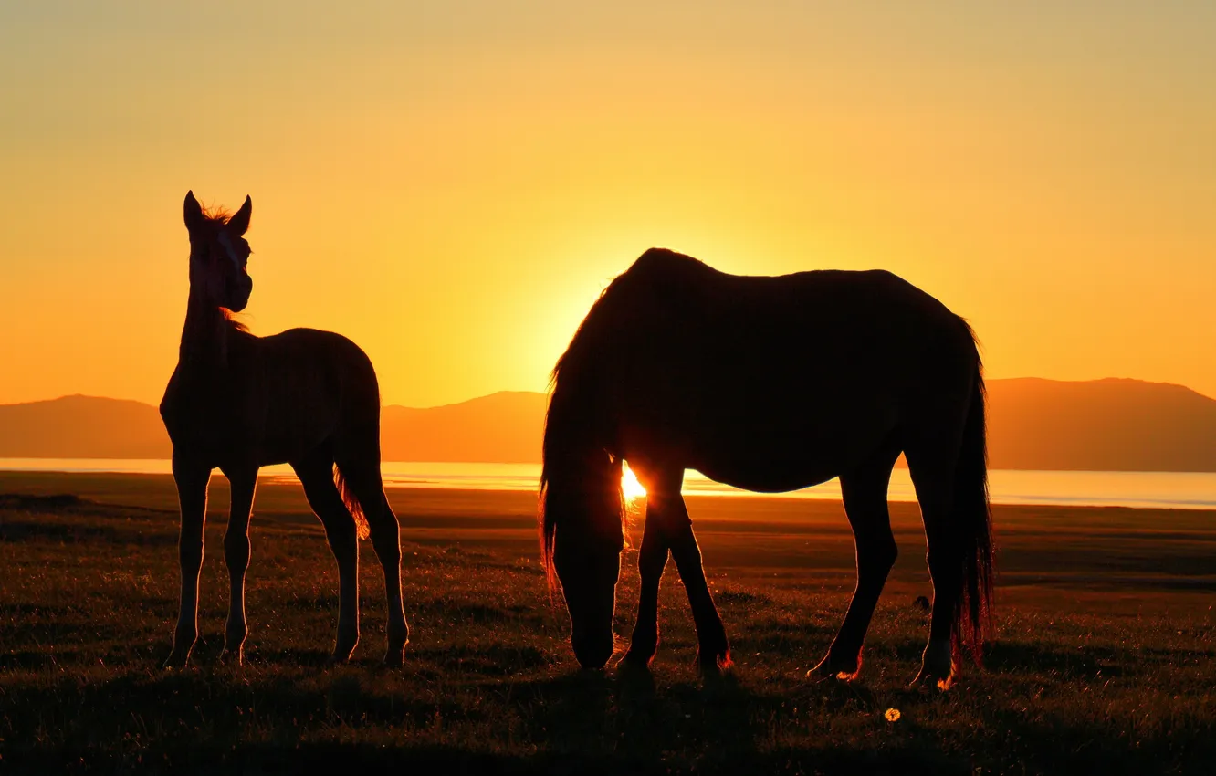 Фото обои закат, природа, кони