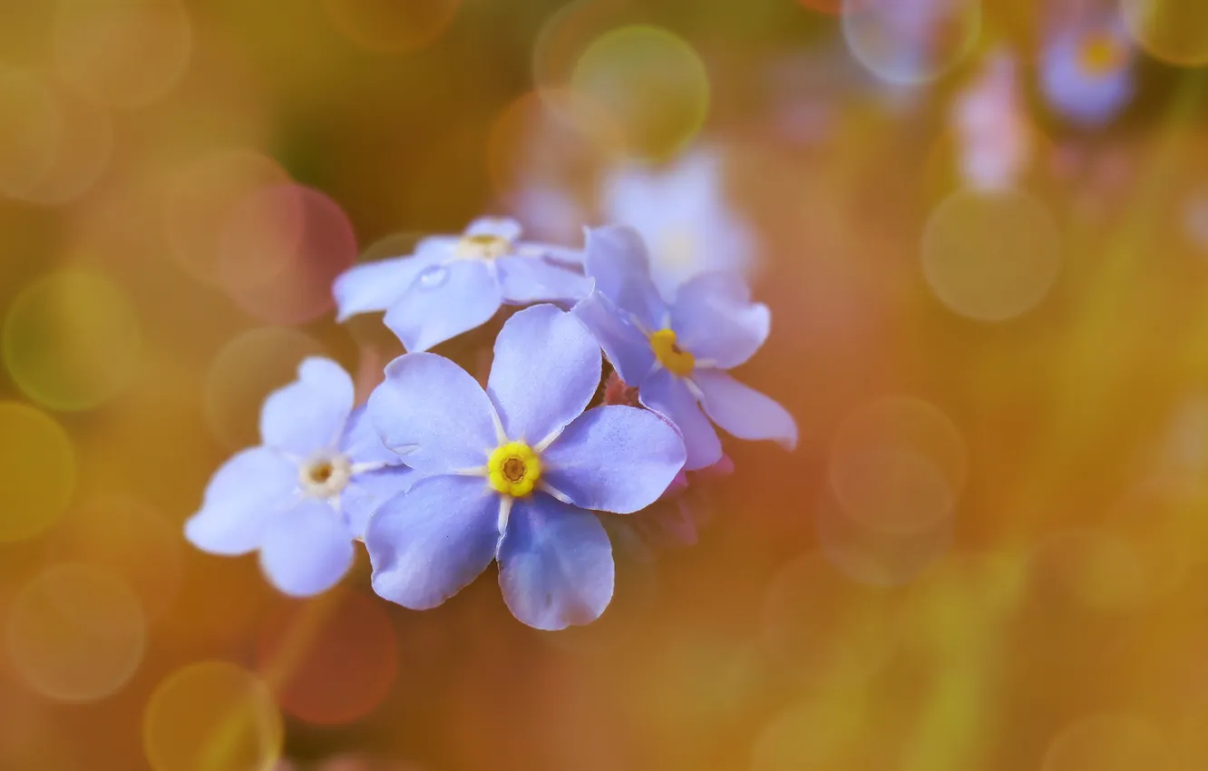 Фото обои flower, blue, blooming