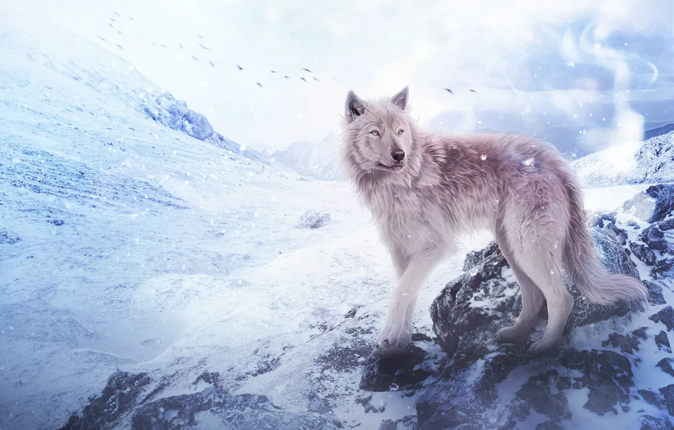 Фото обои снег, горы, волк, by Fiirewolf