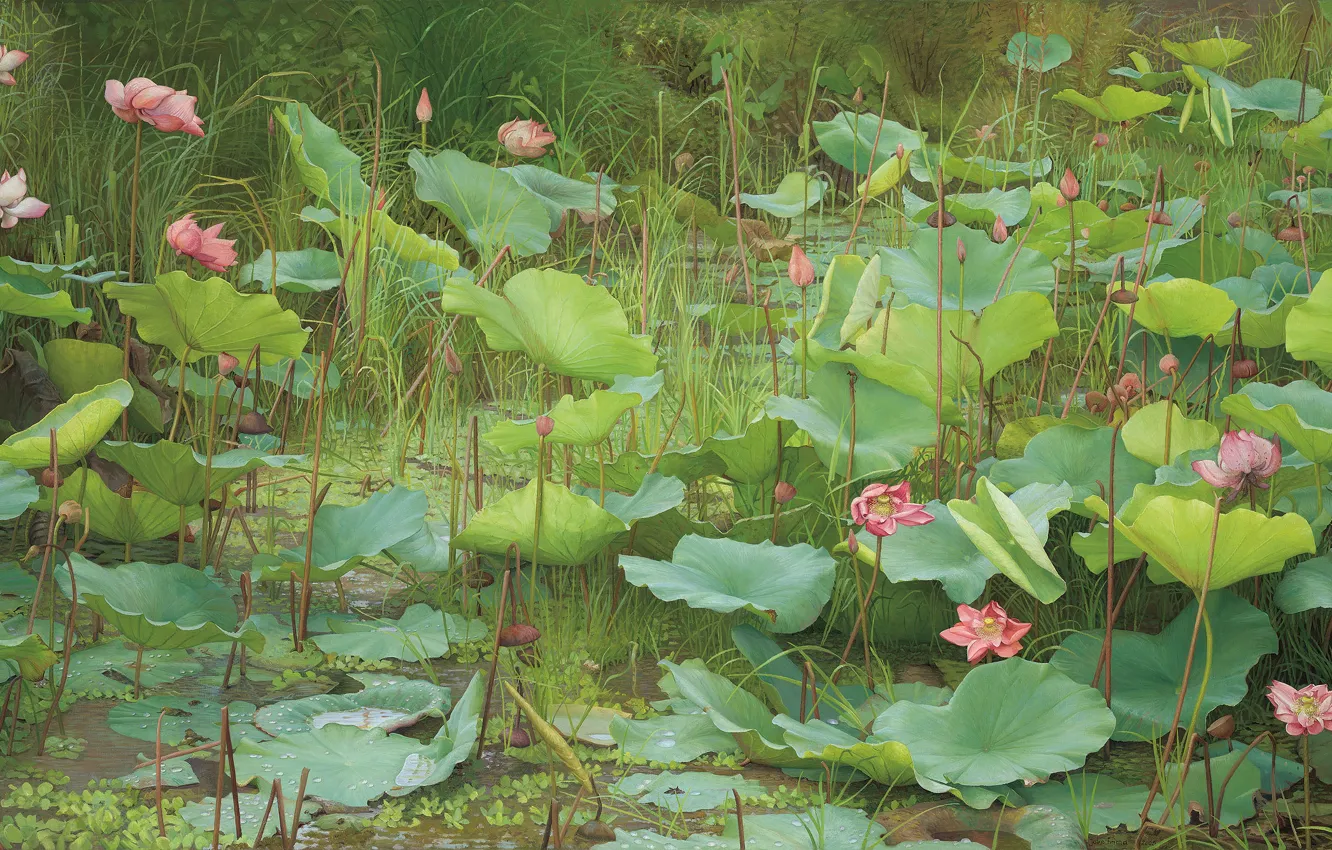 Фото обои лето, трава, листья, вода, цветы, озеро, пруд, картина