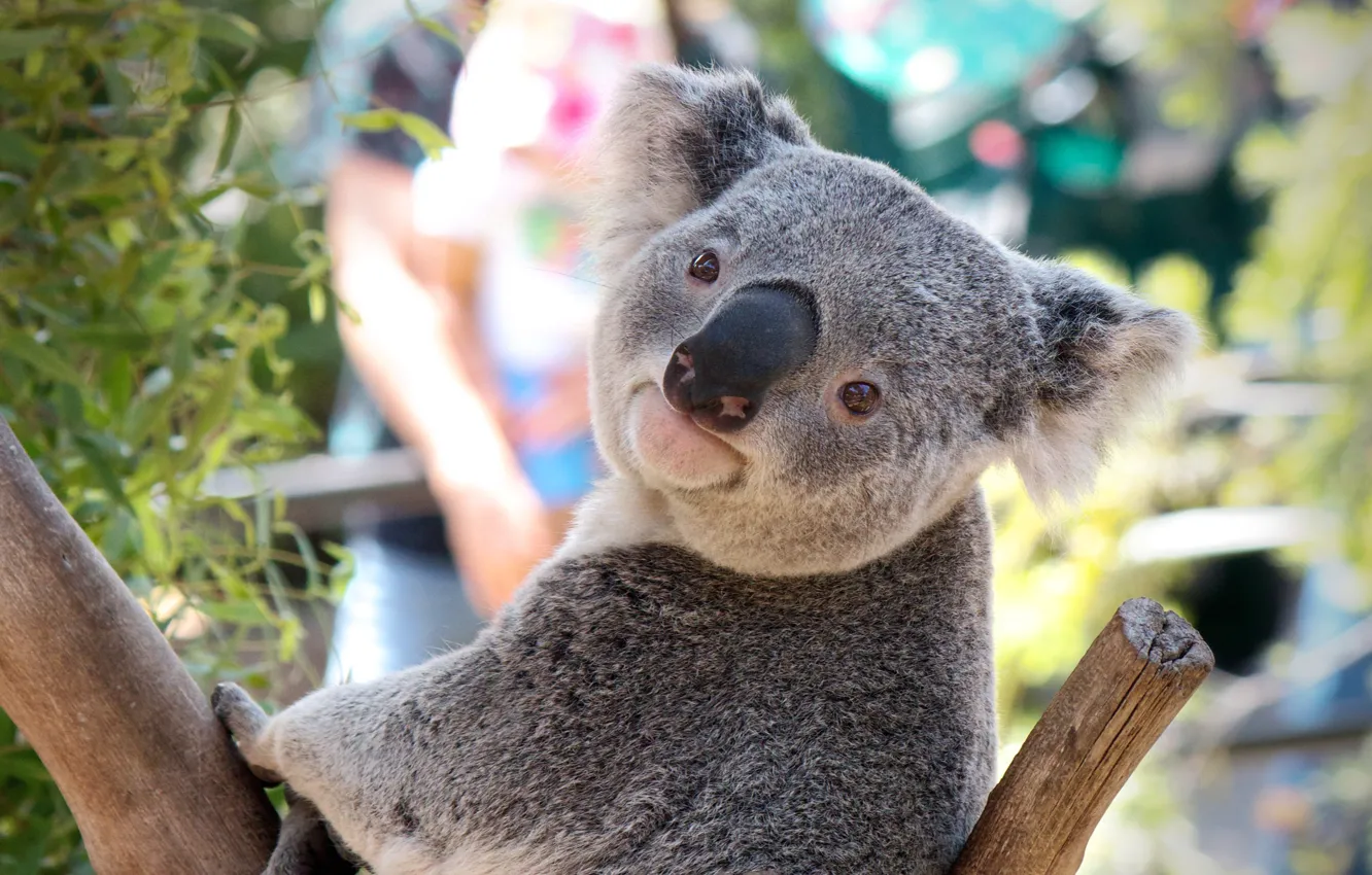 Фото обои tree, Australia, pose, Koala