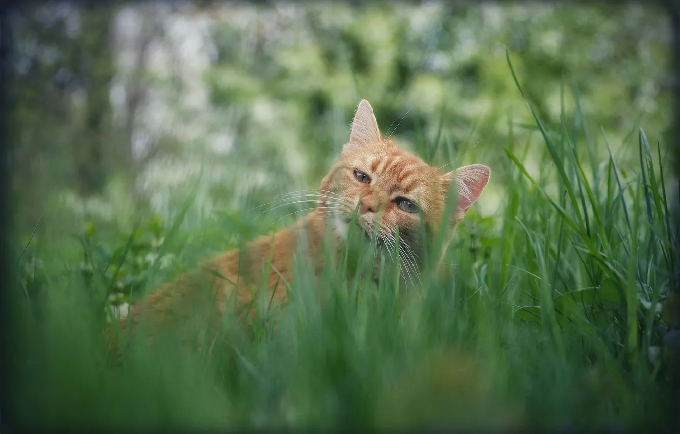 Фото обои зелень, кошка, трава, взгляд, природа, поза, котенок, рыжий