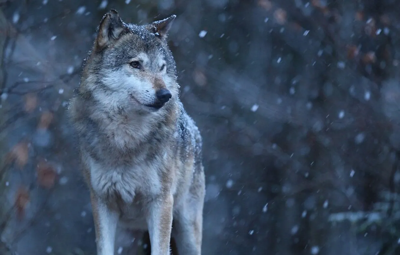 Фото обои nature, snow, predator, face, animal, wolf, wildlife, portrait