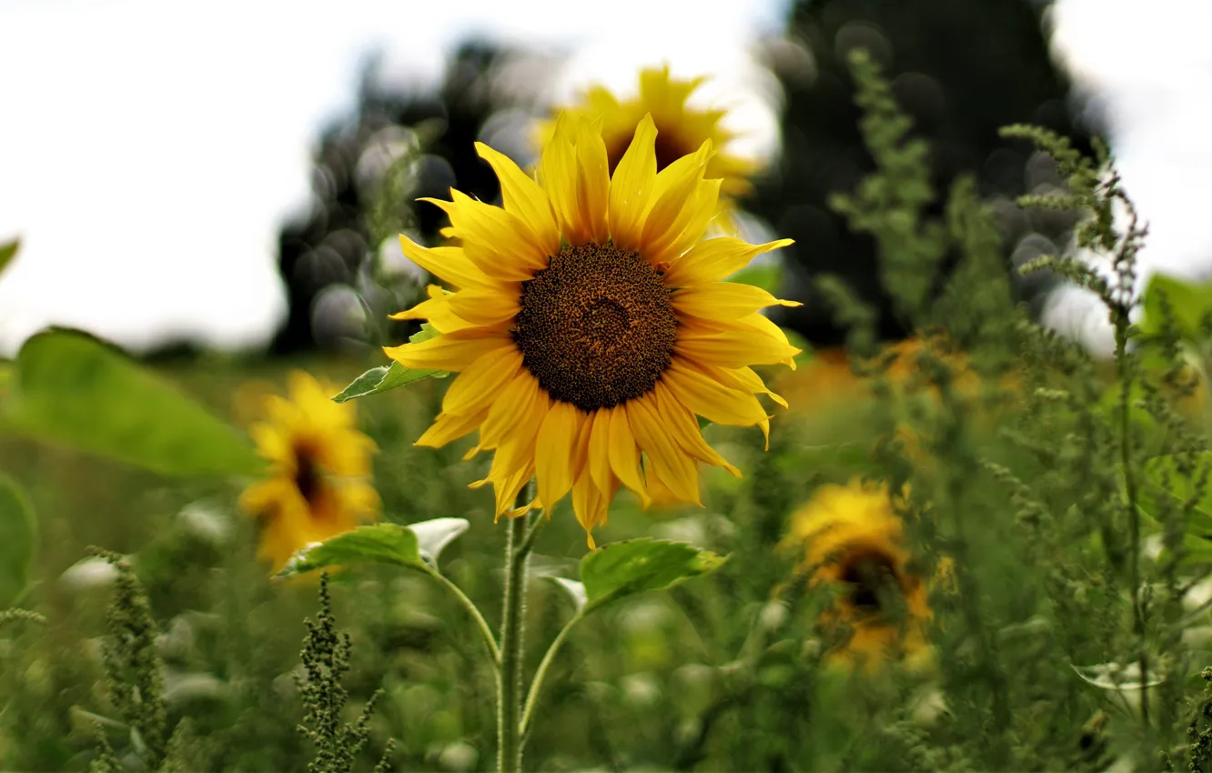 Фото обои поле, цветок, лето, желтый, один, подсолнух, боке